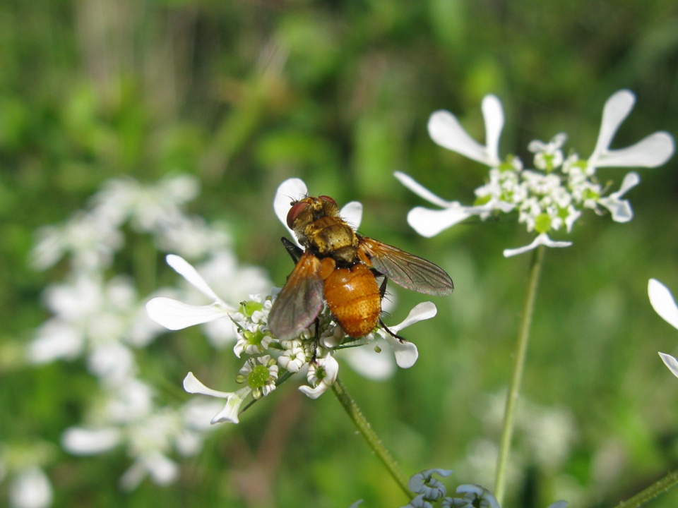  per caso un HYALURGUS? No, Eliozeta sp. (Tachinidae)